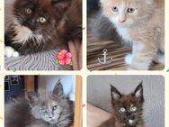 Maine Coon Kitten - Herzberg (Harz)
