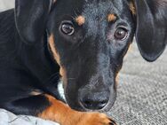 Dackel Zwergpinscher Mix welpe 6 Monate alt - Berlin