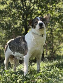 Liebe Hundelady sucht ihre Menschen - Gettorf