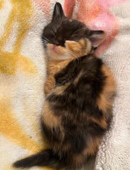 Babykitten - Frankfurt (Main)