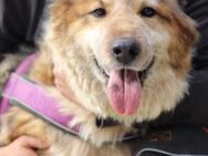 Pipi 💗 loyale, verschmuste Hundedame! - Hamburg