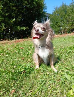 Chihuahua Schopfhund Mix 1 Jahr - Schwelm Zentrum
