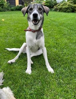 Gloria - wartet unglaublich lange - Blankenheim (Nordrhein-Westfalen)