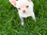 Chihuahua Welpe - Leipzig