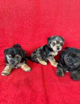 Unfassbar süße Yorkshire-Terrier-Welpen – verspielt, verkuschelt & bestens vorbereitet - München