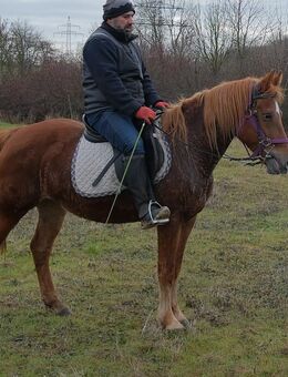 Kleinpferdstute Marlena - Buttstädt