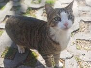 verschmuster Kater namens Ochko - Augsburg