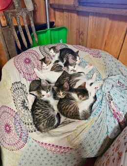 Katzenkinder such ein neues zu Hause - Altenburg