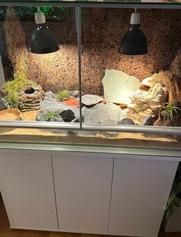 Terrarium+ Unterschrank+ 4 Leopardgeckos - Berlin Treptow-Köpenick