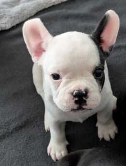 Französische Bulldoggen Welpen - Berlin