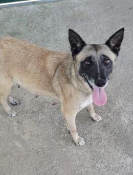 Viky, braucht eine neue Aufgabe - Berlin