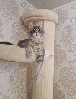 Maine Coon Mädchen zum Abgabebereit - Liebenau (Niedersachsen)