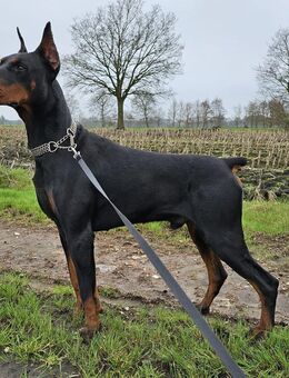 Dobermann Rüde - Großefehn