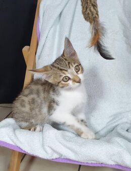Kitten Bengal-EKH-Mix Kater Maxi knapp 3 Monate - Kriftel
