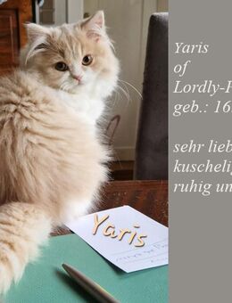 BLH Katerchen Yaris sucht neuen Wirkungskreis für liebevolle Hände auf Lebenszeit - Suderburg