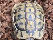 Griechische Landschildkröte (Testudo hermanni, 9 Jahre, männlich) - Herdecke