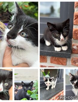 Katzenbabys - Rietberg