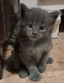 Wunderschöne Main Coon Kitten suchen Familienanschluß - Nördlingen