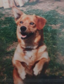 Suche Fellnase - Zell