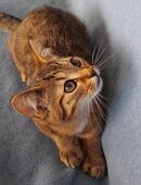 Katze suchen Neue Haus. in 99834