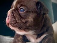 Französische Bulldogge Rüde choco - Kassel