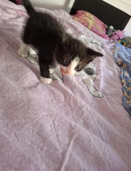 Katzenbabys - Altmärkische Höhe