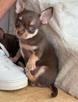 Reinrassige Chihuahua Welpen – Schoko Tan mit weißen Abzeichen - Bad Oeynhausen Zentrum