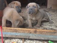 Cane corso Welpen zu verkaufen - Mannheim Zentrum