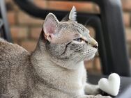 Siam Tabby Point Kater (1 Jahr alt) - Zülpich