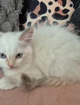 Ragdoll kitten - Viersen