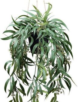 Kunstpflanze Eukalyptus Globolus Eukalyptus, Creativ green, Höhe 65 cm, mit Fruchtblüten