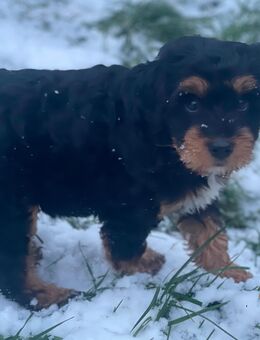 Amy sucht ein neues Zuhause - Selb Zentrum