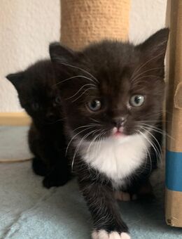 3 süße Kitten suchen ab Mitte Dezember ein Zuhause - Leonberg (Baden-Württemberg)