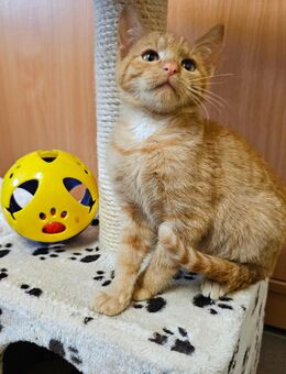 Kätzchen 6 Monate alt ♥️ - Iphofen