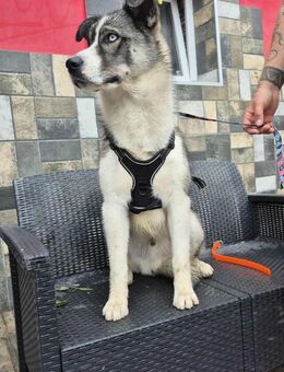 Nanook, ausdrucksstarker, freundl. Rüde - Köln