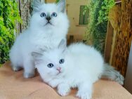 2 Bildhübsche Ragdoll Katern suchen ab 24.05 ein liebevolles Zuhause auf Lebenszeit - Farnern