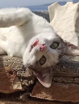 Sonnenschein Mina sucht Zuhause - Bergkirchen