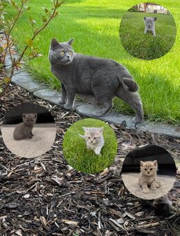 BKH Kitten - Meinhard