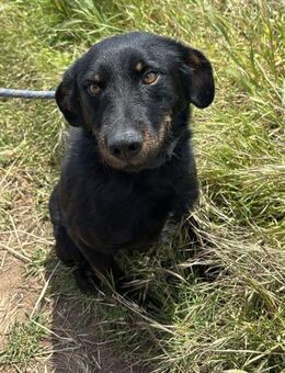 Marci ist ein ganz besonders TOLLER - Overath