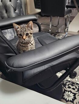 2 wunderschöne Kater ab sofort abzugeben! - Hamburg Bergedorf