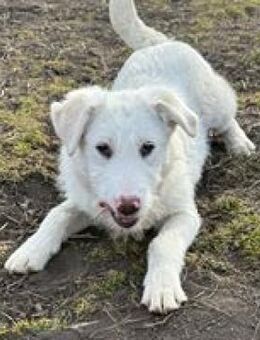 Lassie bezaubernde junge Hündin - Hüllhorst