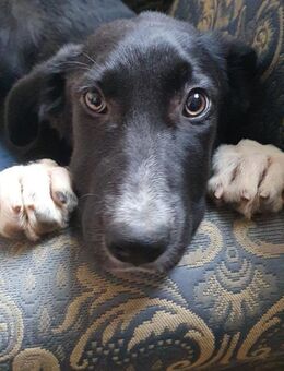 MATILDE 🧡🧡🧡 ist ein Goldstück - Bad Karlshafen