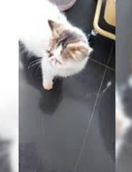 Perser 2 Jahre Lucy - Friedrichsthal (Saarland)