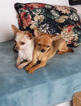 Chihuahua - Pärchen - Berlin Treptow-Köpenick