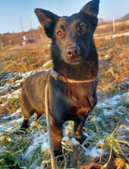 Sonnenschein Hündin Dolfi - Rambin