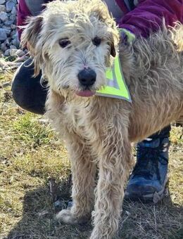 XL Schatz BENJI =sozialer Familienhund♥️ - München