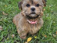 Shih-Tzu/Yorkshire Welpen