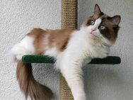 Ragdoll bicolour mink cinnamon Katzen abzugeben. Kastriert - Essen