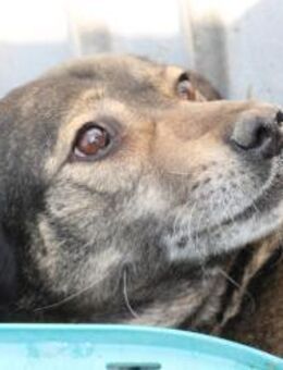 Yori - sehr sanft u. lieb - Lohra