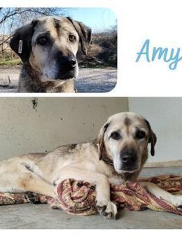 Amy - Wendelstein